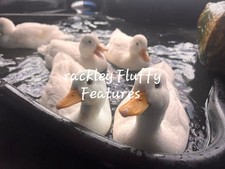 6 pure white Call Duck