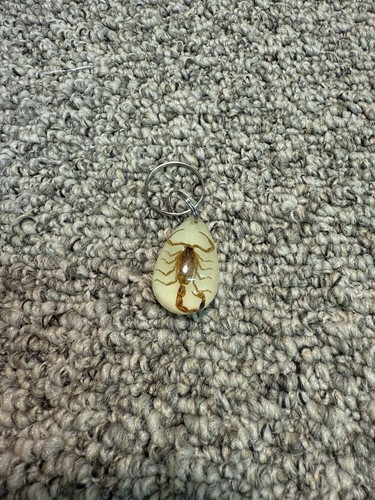 Scorpion real keychain ring - real,