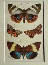 Vintage Wyman & Sons Moth