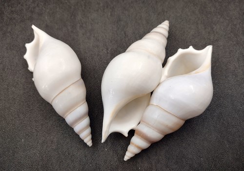 Delicate tibia seashell white - delicate,