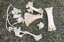 Real Sheep Bones taxidermy art