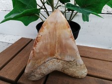 Indonesian megalodon teeth - indonesian,