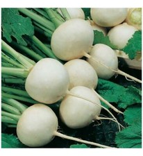 TURNIP SNOWBALL  7 GRAM ~ 3800 SEEDS - ORGANIC