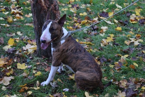 Strong dog double choke - strong,