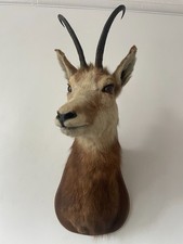 Beautiful Mountain Goat Head. also known as a Chemois Taxidermy hunting horns
