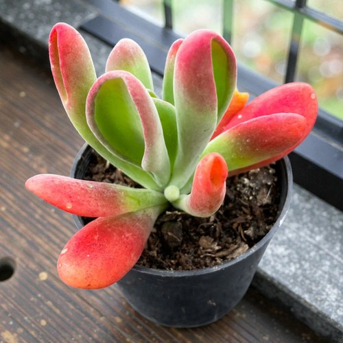 Kalanchoe oricula 5cm pot - oricula, 8.5cm