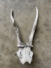 Antlers of a Roe Deer Unmounted Taxidermy decoration interior Design Skull