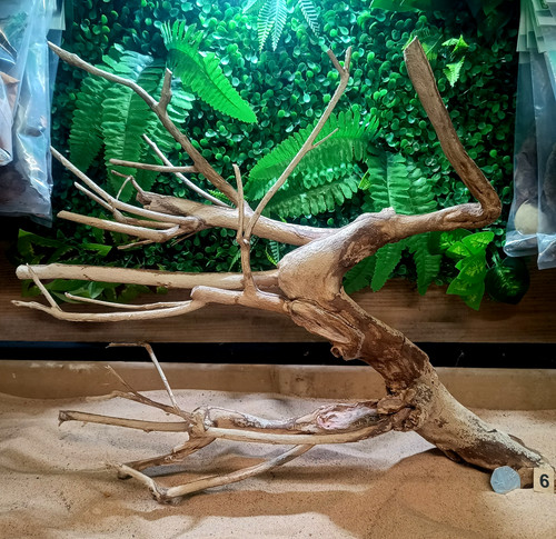 Talawa wood aquascaping - talawa,