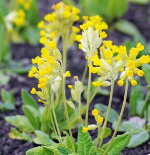 Pimula veris cowslip hardy - cowslip,