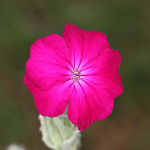 Silene coronaria rose - coronaria, |