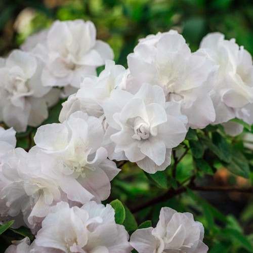 Hardy gardenia azalea - ~hardy, gardenia~azalea