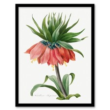 Pierre Joseph Redoute Framed