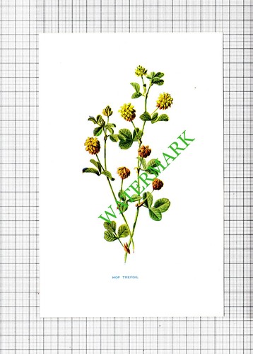 Hop trefoil botannical flower - botannical,