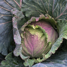 CABBAGE January King Savoy HERITAGE Purple Winter Frost Resistant x 85 seeds
