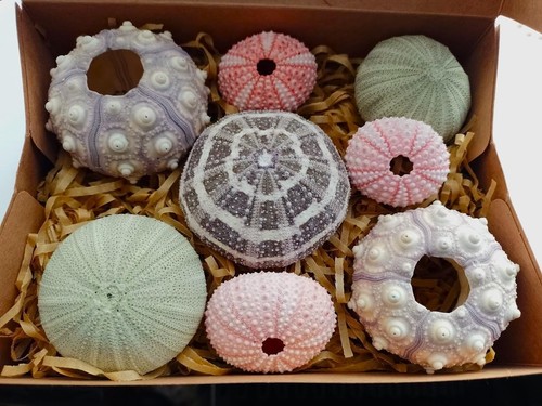 Real sea urchins - sea, mixed