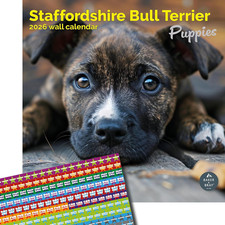 Staffordshire Bull Terrier
