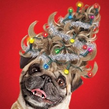 Pug Dog with Funny Hair Style