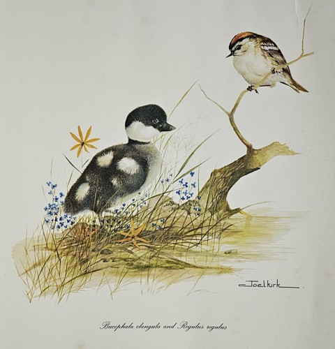 Joel kirk goldeneye - joel,