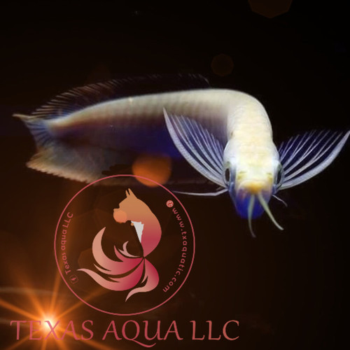 Albino arowana - albino,