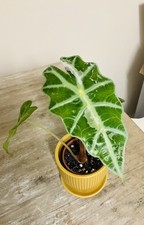 Alocasia POLLY Pink Variegated