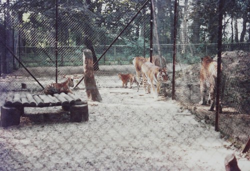 Photo 6x4 tigers - 6x4, tigers,