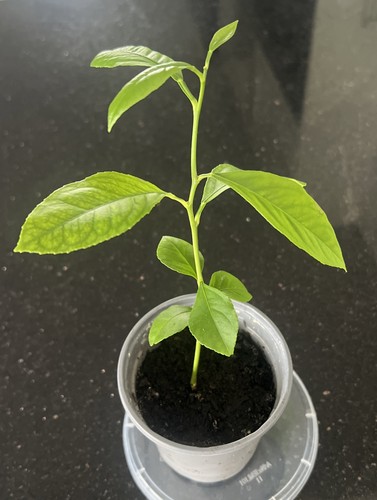 Lemon tree citrus - tree, 9cm
