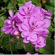 Ivy Leaf Geranium Trailing