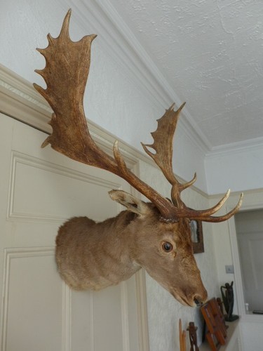 Vintage fallow deer taxidermy - vintage,