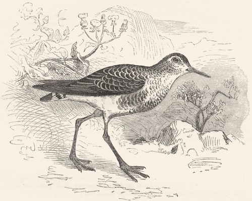 Birds stilt walker - birds., stilt-walker