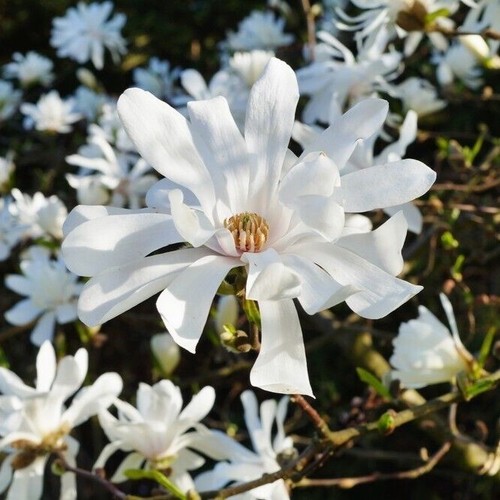 Magnolia stellata royal - stellata, star'