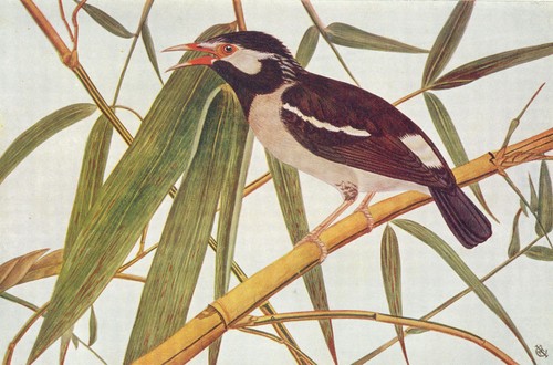 Birds india the pied - india.,