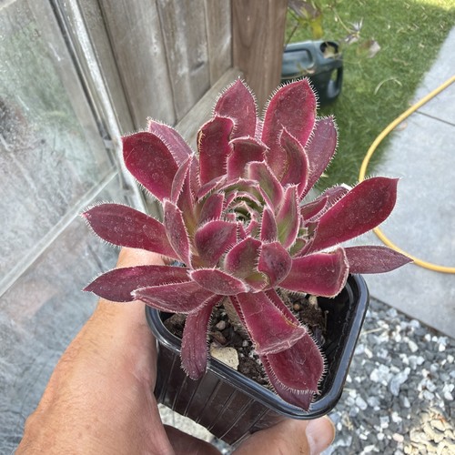 Aeonium fire cracker var width - cracker,