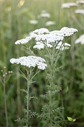 White yarrow xl plug - white,