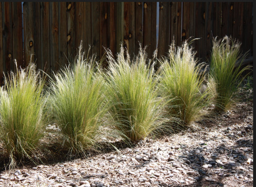 Mexican feather grass - feather,