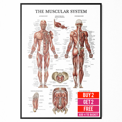 Anatomy poster for - poster, muscular
