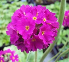 Primula denticulata Ruby in a