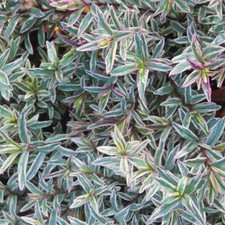 Hebe 'Silver Anniversary'. 4L