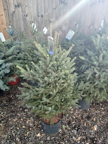 Picea super green christmas - picea,