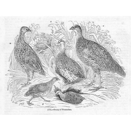 Birds group francolins - group,