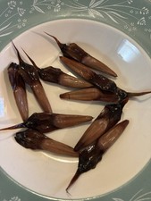 10 Fresh Seeds (14/11/25) Monkey Puzzle Tree Araucaria Araucana