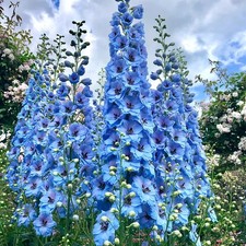 5🍀 Delphinium Sky Blue