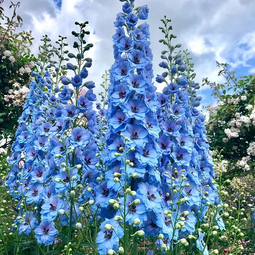 Delphinium sky blue - x,