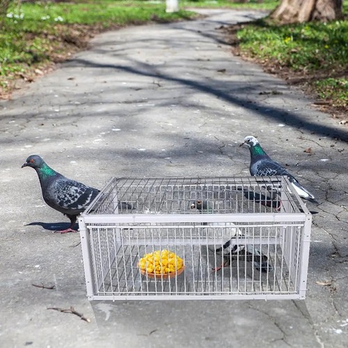 Automatic bird trap cage - automatic,