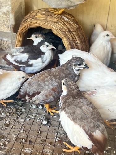 Button quail hatching - button, eggs