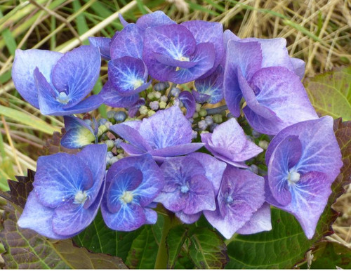 Hydrangea macrophylla - hydrangea,