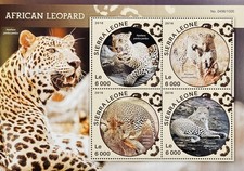 SIERRA LEONE AFRICAN LEOPARD