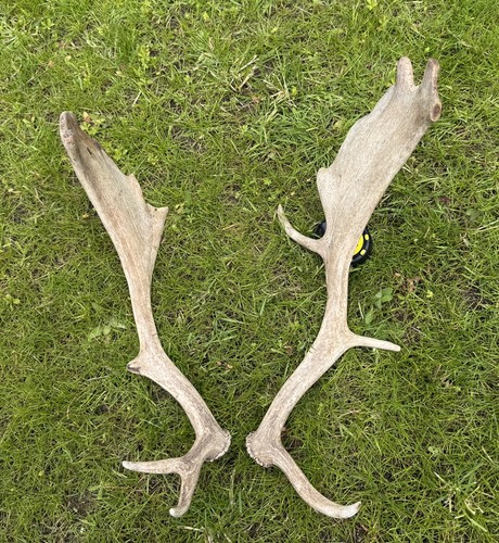 Pair fallow antlers - xl, of