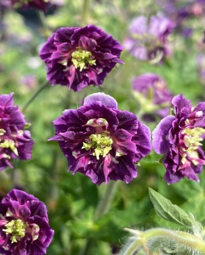 Hardy geranium phaeum joseph - hardy,