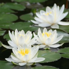 White Water Lily Kit, Pond Plant Nymphaea albida, With Soil, Basket and Gravel