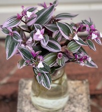 TRADESCANTIA 'NANOUK'